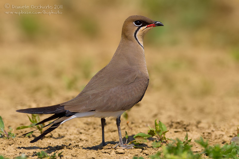 Collared Pratincole (Glareola pratincola)