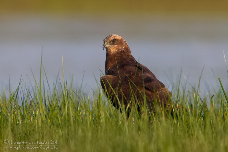 Marsh Harrier (Circus aeruginosus)