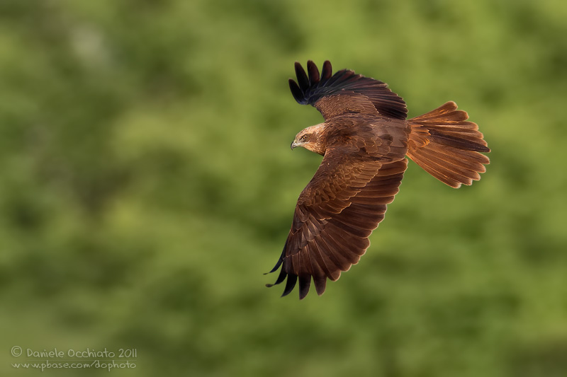 Marsh Harrier (Circus aeruginosus)