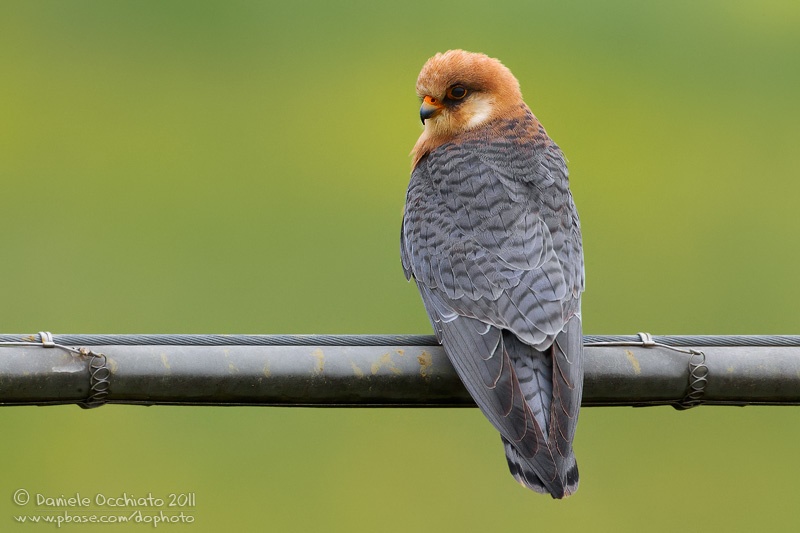 Red-footed Falcon (Falco vespertinus)