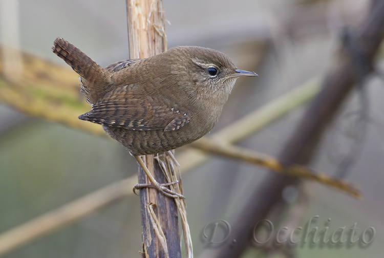 Wren (Troglodytes troglodytes)