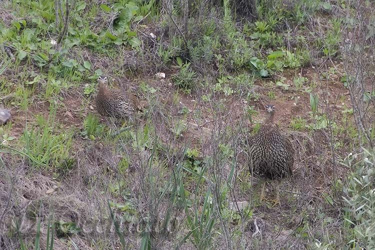 Double-spurred Francolin - 500 f/4 + 1,4X + 2X
