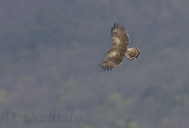 Short-toed Eagle (Circaetus gallicus)