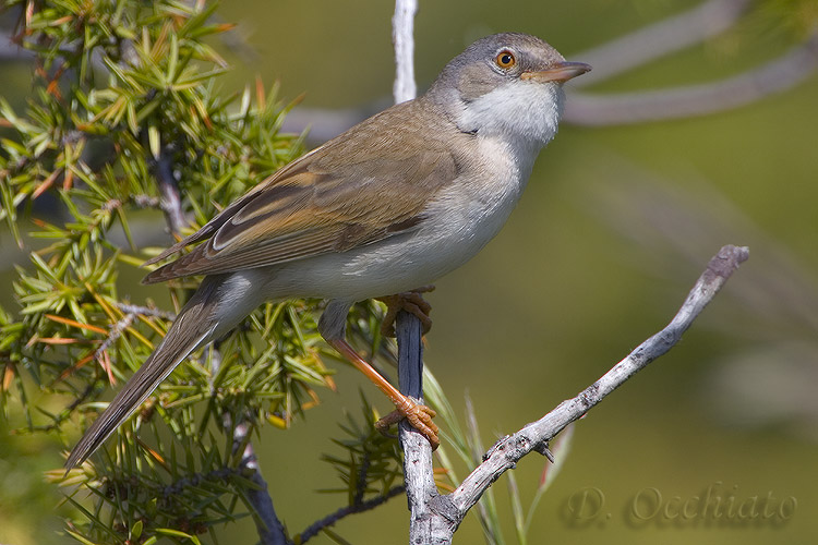 Common Whitethroat (Sylvia communis)