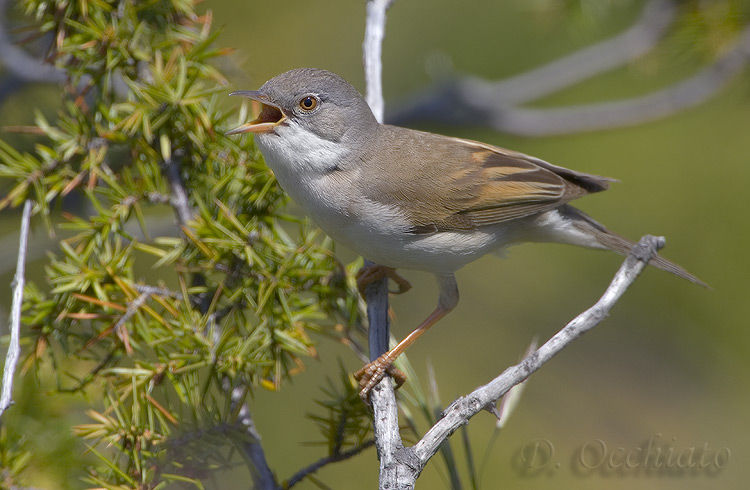 Common Whitethroat (Sylvia communis)
