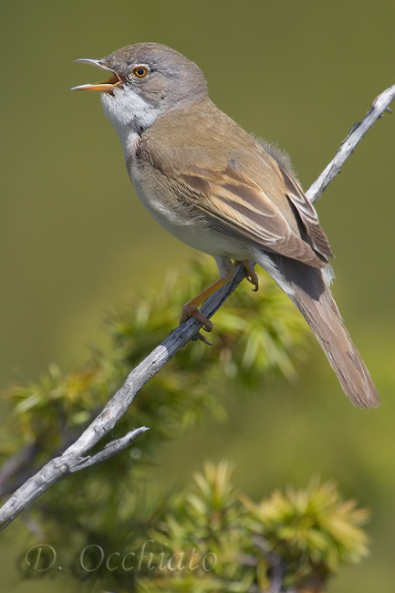 Common Whitethroat (Sylvia communis)
