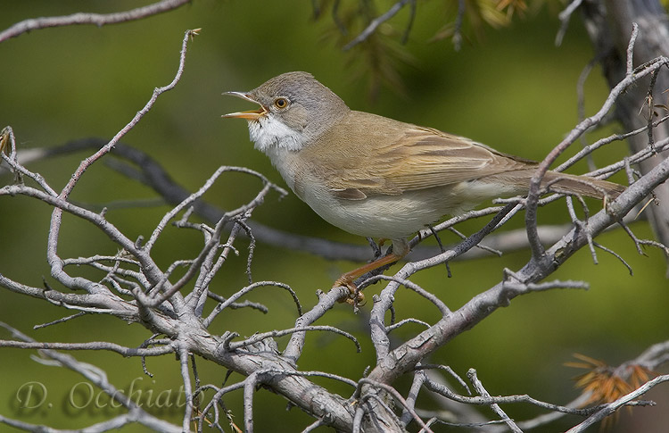 Common Whitethroat (Sylvia communis)