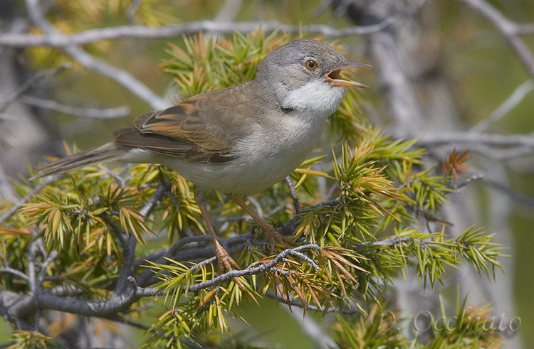 Common Whitethroat (Sylvia communis)