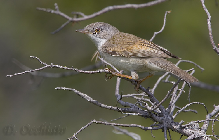 Common Whitethroat (Sylvia communis)