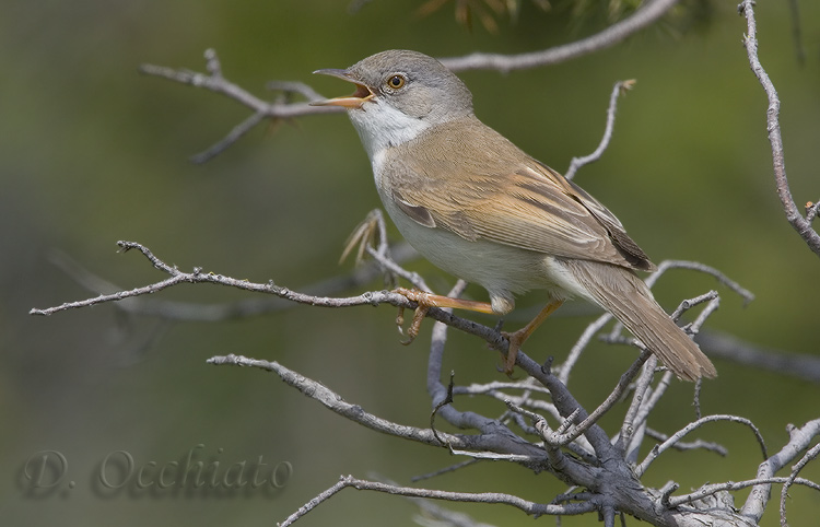 Common Whitethroat (Sylvia communis)