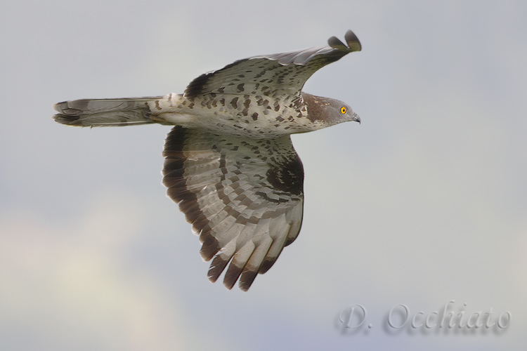 Honey Buzzard (Pernis apivorus)