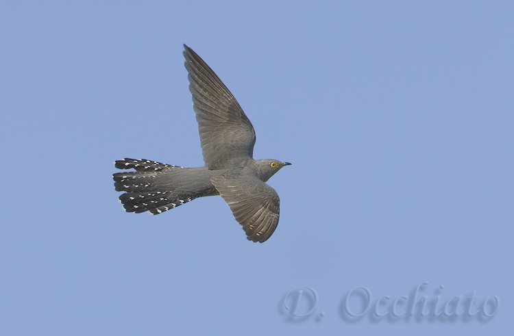 Cuckoo - 500 f/4 IS + 1,4X