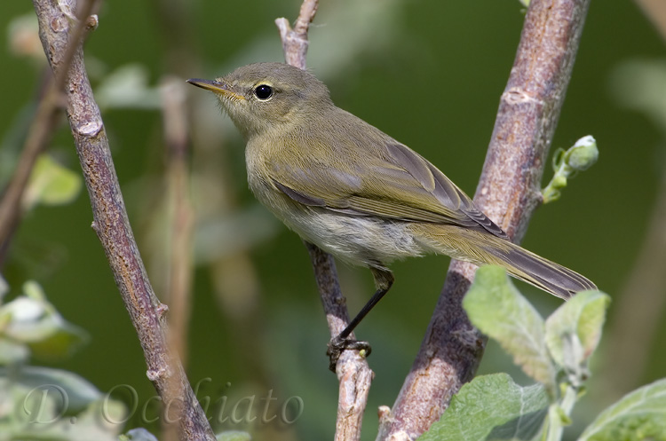 Chiffchaff (Phylloscopus collybita)