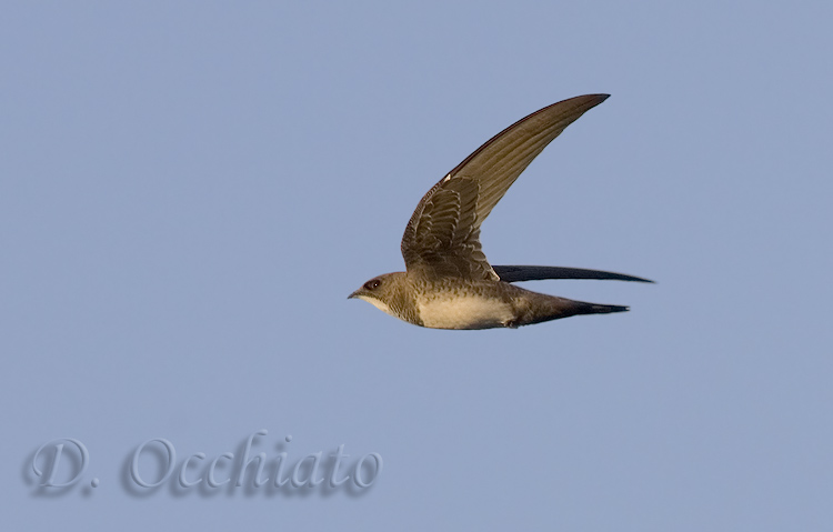 Alpine Swift (Tachymarptis melba)