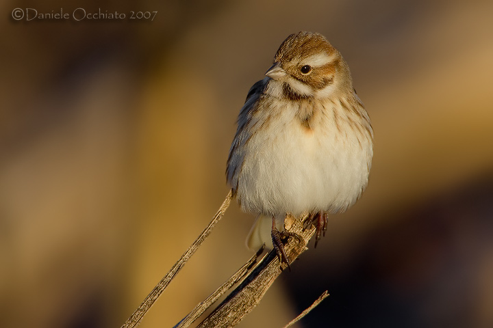 Reed Bunting (Emberiza shoeniclus)