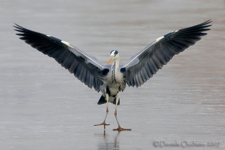 Grey Heron (Ardea cinerea)
