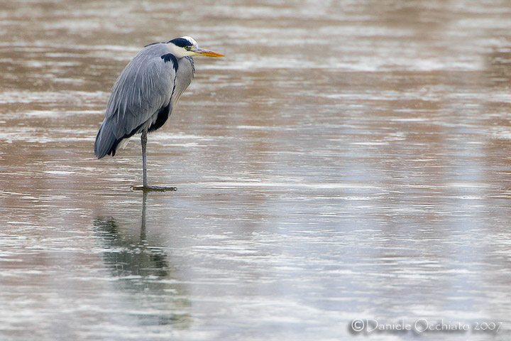 Grey Heron (Ardea cinerea)