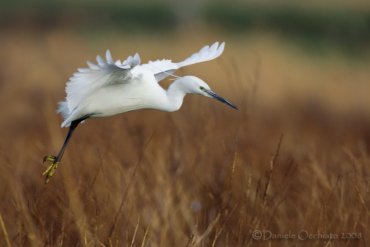 Little Egret (Egretta garzetta)