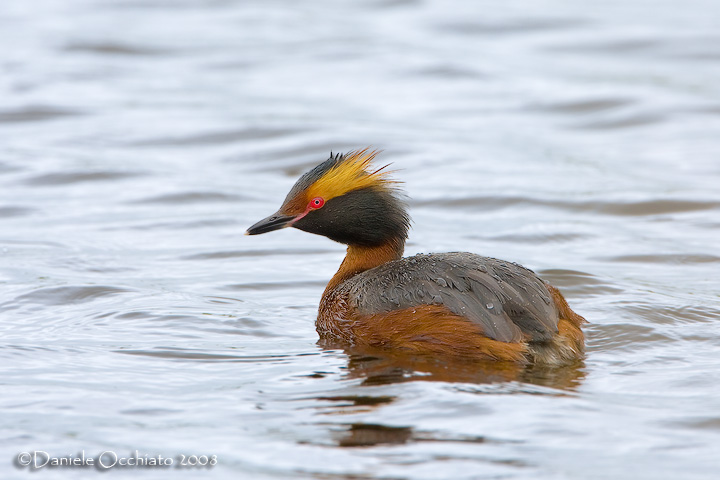 Horned Grebe (Podiceps auritus)