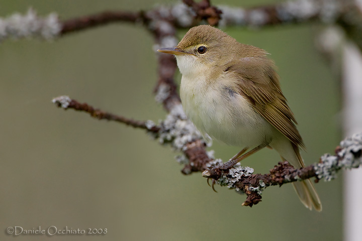 Blyths Reed Warbler (Acrocephalus dumetorum)