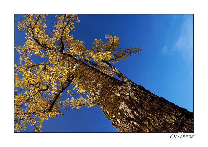 Arbre ciel bleu.jpg