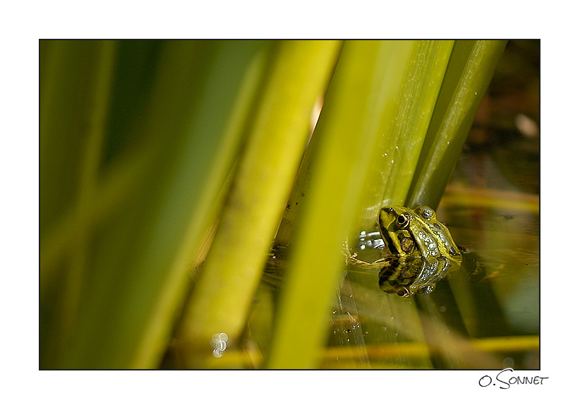 Grenouille eau.jpg