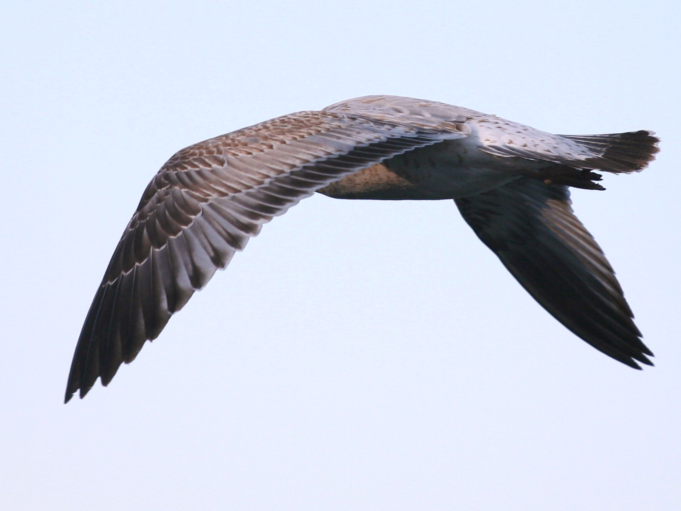 Glaucous Gull