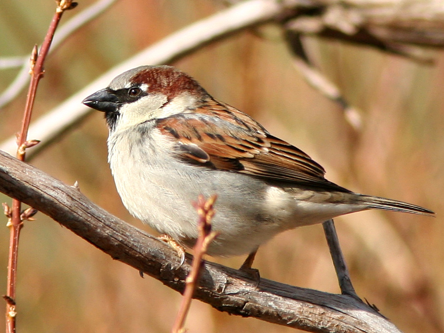 House Sparrow