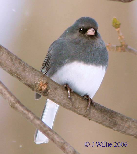 Dark Eyed Junco