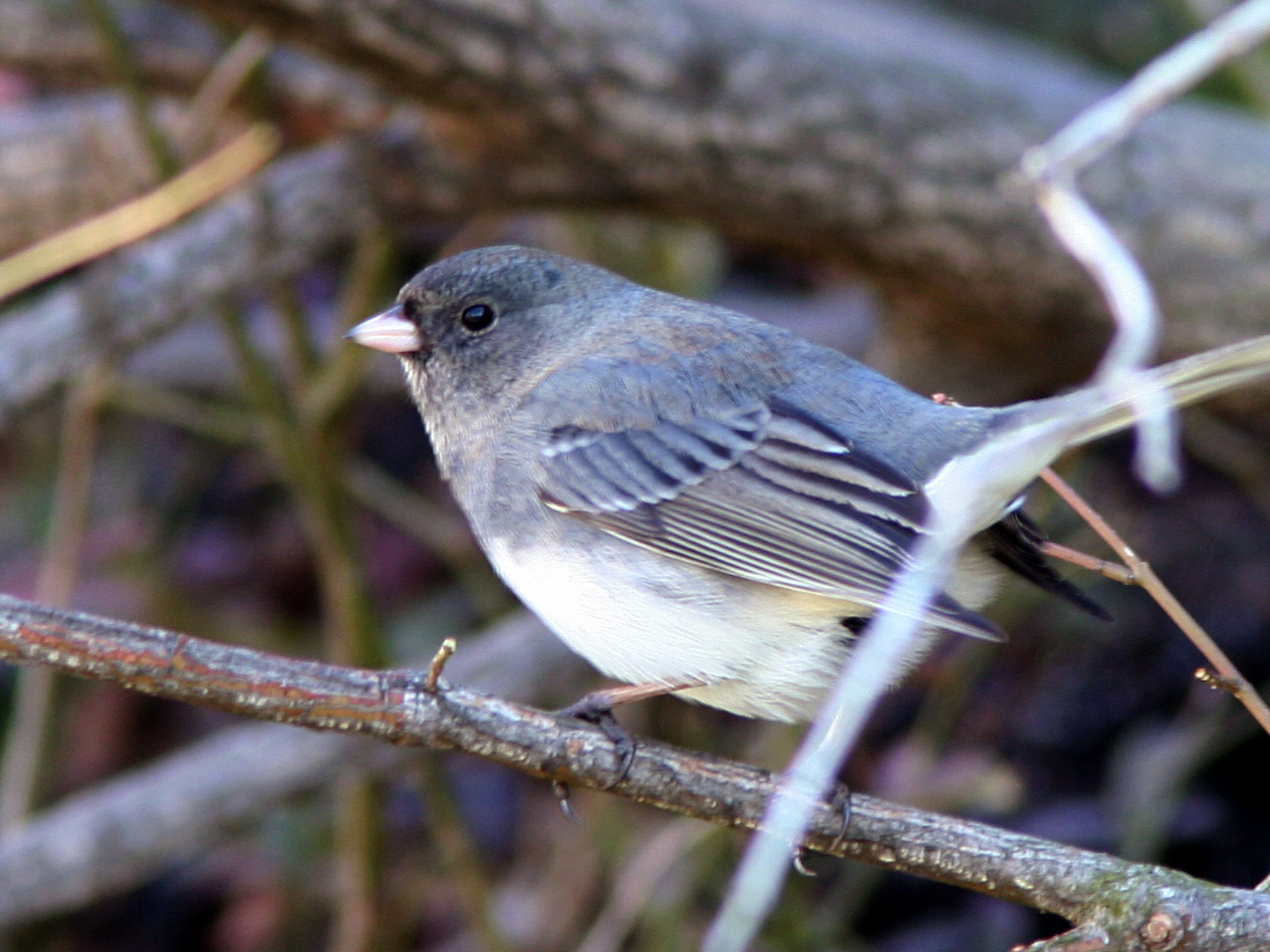 Dark Eyed Junco