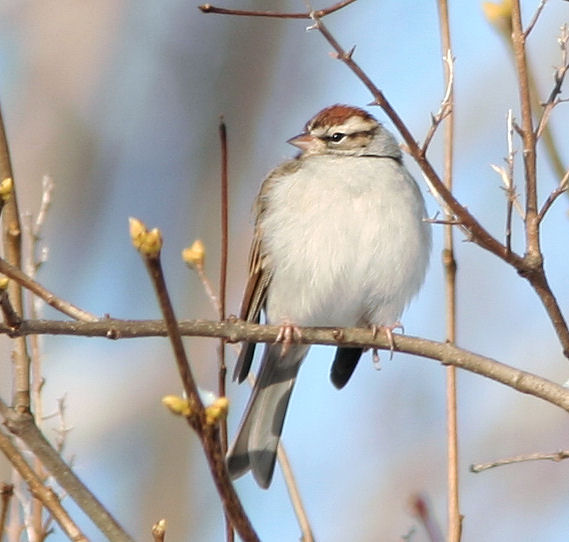 Chipping Sparrow (Spizella passerina)