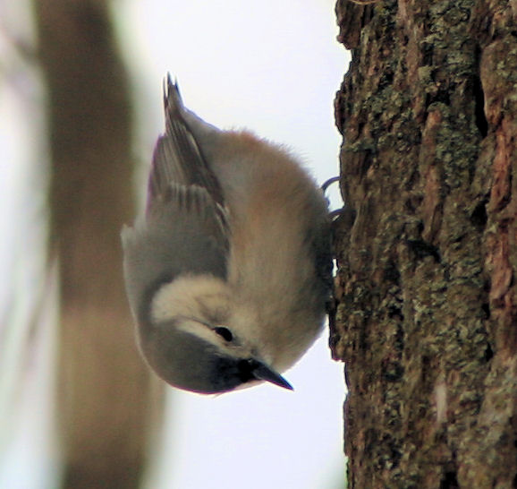 White Breasted Nuthatch