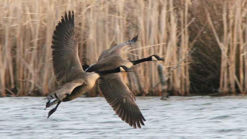 Canada Geese