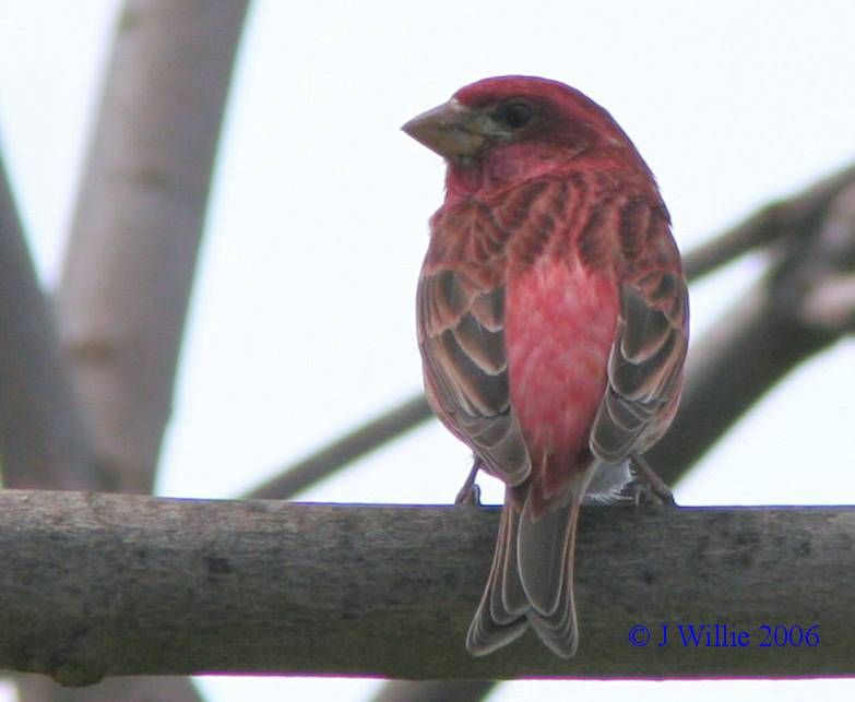 Purple Finch-male