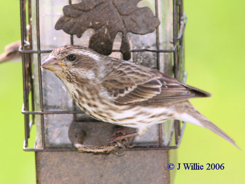 Purple Finch-female