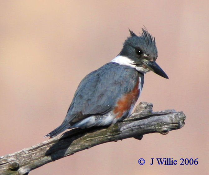 Belted Kingfisher (Ceryle alcyon)