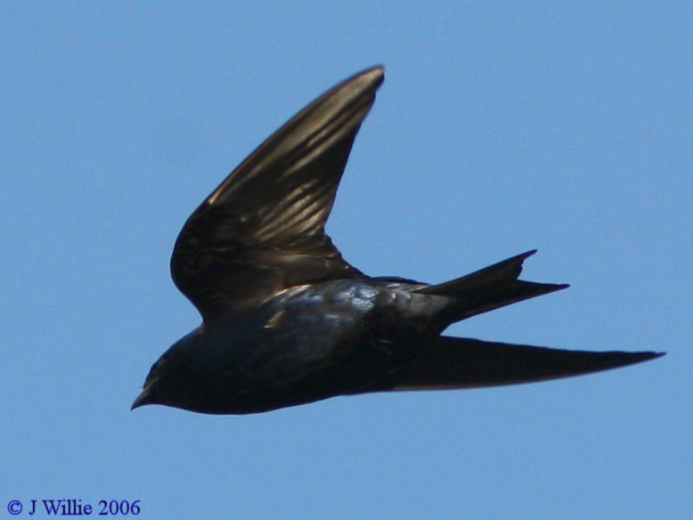 Common Grackle (Quiscalus quiscula)