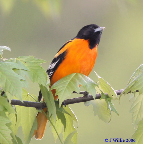 Baltimore Oriole male (Icterus galbula)