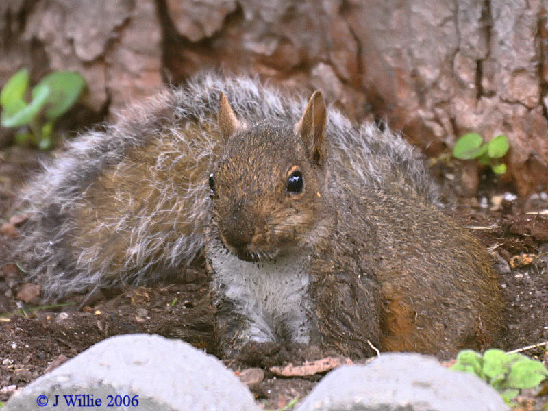 Grey Squirrel