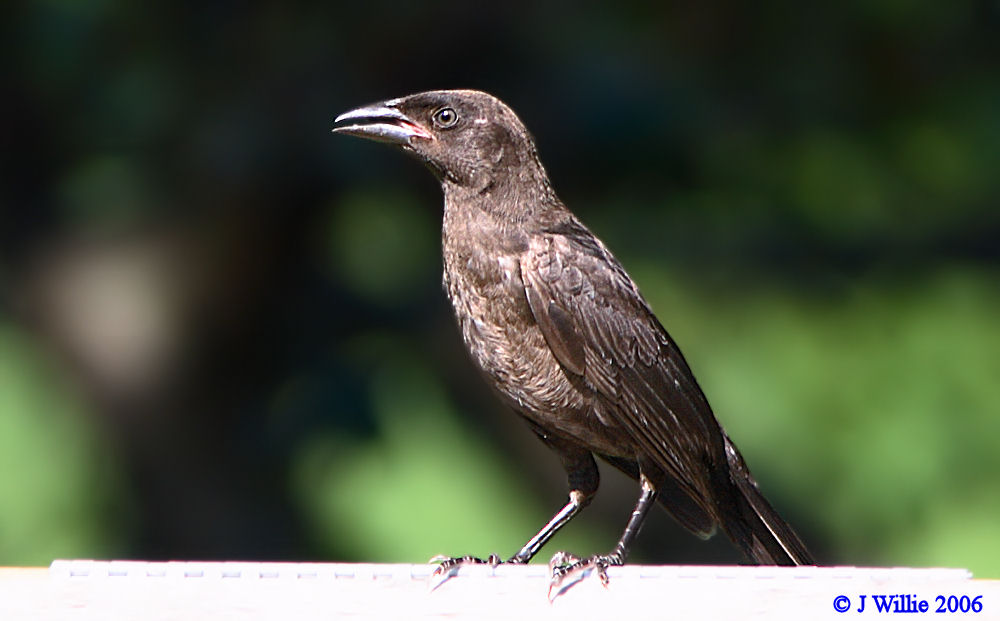 Common Grackle (Quiscalus quiscula) - juvenile