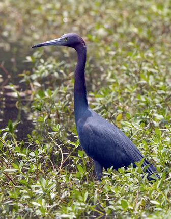 Little Blue Heron.jpg