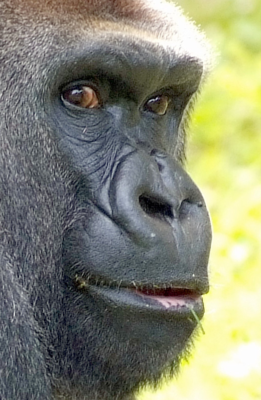 Gorilla Male.jpg