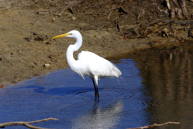 Great Egret.jpg