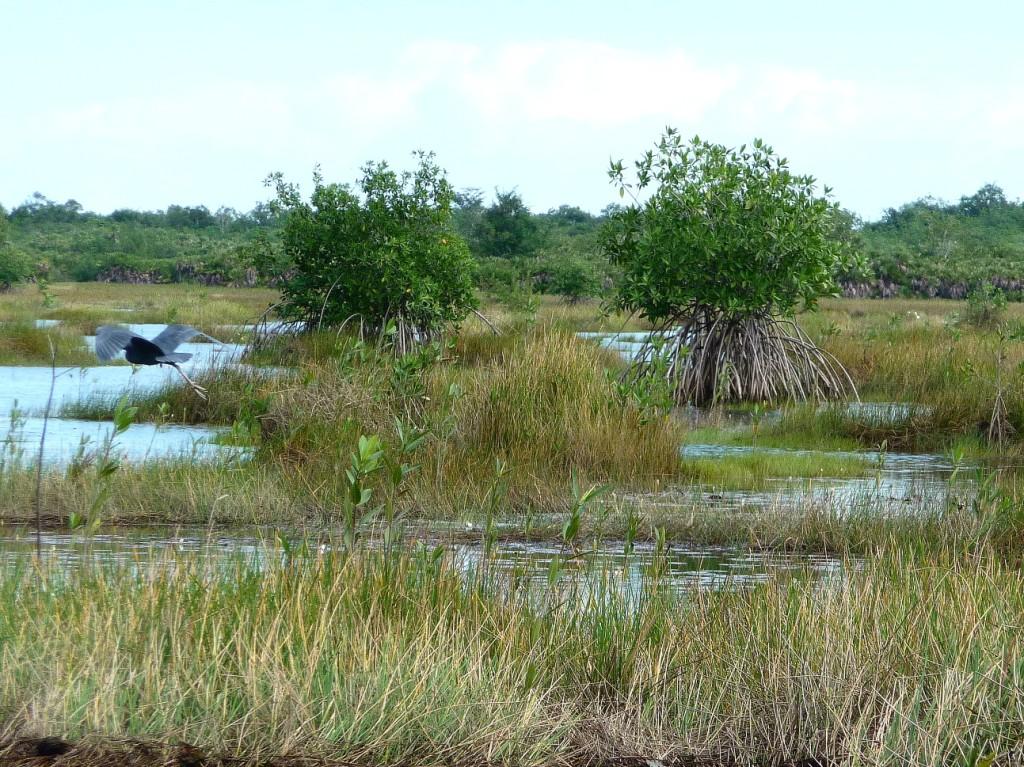 Heron in Flight Among Mangrove Trees