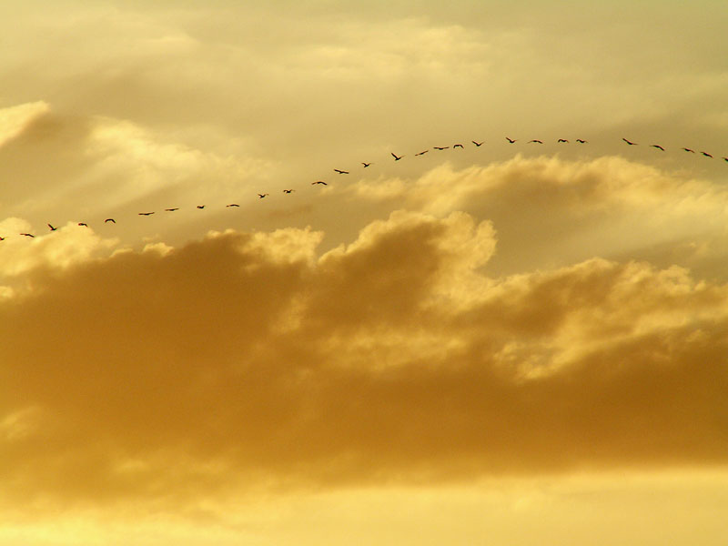 BIRDS