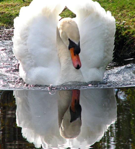 Mute Swan cob.jpg