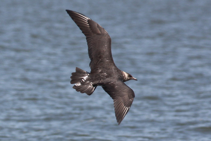 Pomarine Jaeger #1 - Snowball #1