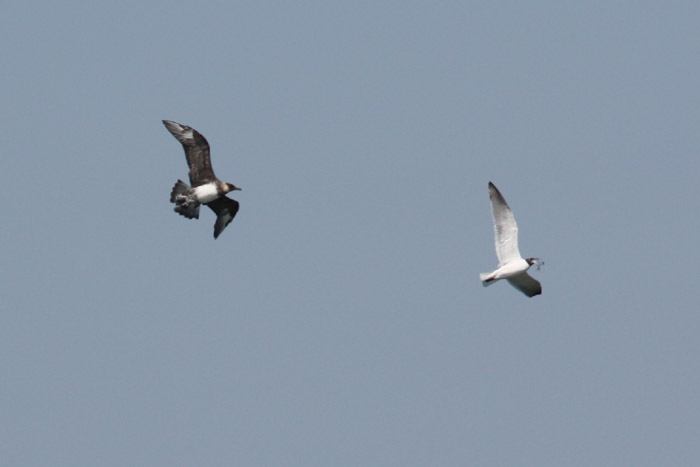 Pomarine Jaeger and Laughing Gull