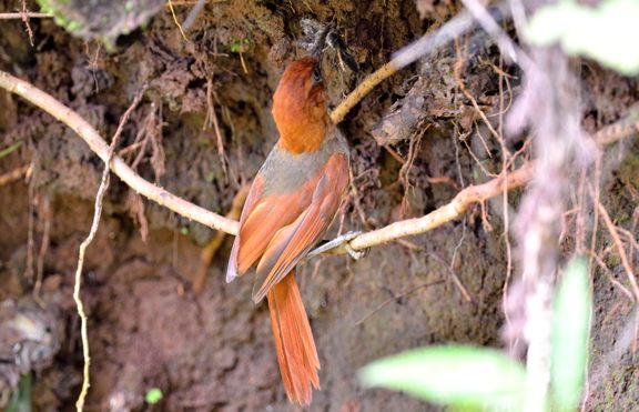 Hylocryptus erythrocephalus.jpg