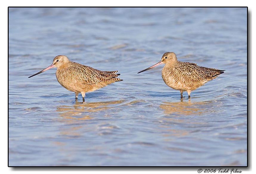 Marbled Godwits